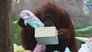Dhole Lotta Love