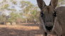 Rescuing a Baby Kangaroo