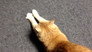 Joe the Cat talks to Brandon