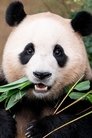 Fu Bao isSelf