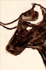 Toro