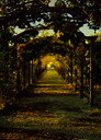 Vanishing Field