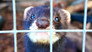 We can't invent a robot better than these ferrets