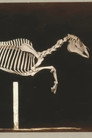 Skeleton of Horse
