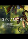 Sycamore