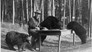 Great Nature (1933 – 1945)