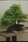 Picture A Tree
