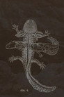 The Axolotl Stories-encounter