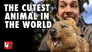 The Cutest Animal In The World