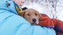 Fresh puppie owners