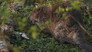River Otter Return