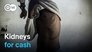 The global organ trafficking network