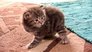 Kittens and Canines