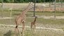 Giraffe-Ic Park