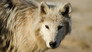 Arctic Wolf Pack