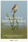 The Little Brown Bird