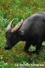 Le dernier tamaraw