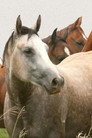 Road to the Horse