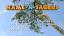 Name-a-saurus / Where's Dino?
