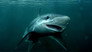 What if sharks disappeared?