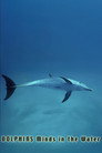 Dolphins: Minds in the Water