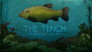 Tench in Norfolk