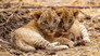 The Lions Fall
