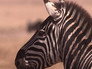 Ngorongoro: Born of Fire