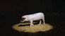 How Smart Are the Animals We Eat