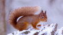Autumn and Winter - Against All Odds