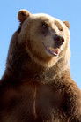 Bart the Bear II
