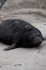 Beach Lumps Forever