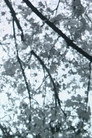 Branches Along the Trail