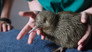 The Kiwi