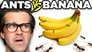 Ants vs. Food (Game)