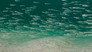 Seabed