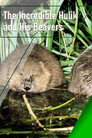 Plakat for 'The Incredible Hulik and His Beavers'