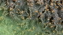 Lizard Eye Blood & Termite Farts