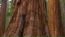 The Redwood