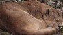 The Secret Lives of Pumas