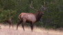Protecting Montana's Wild