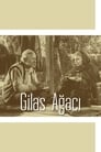 Gilas Ağacı