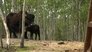 Yak Attack