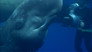 Ocean Giants: Deep Thinkers