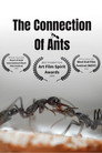 The Connection of Ants The Connection Of Ants()|Ταινίες Online με ελληνικούς υπότιτλους