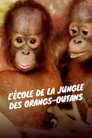 L'école des orangs-outans