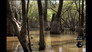 Georgian Swamp