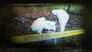 Mysterious duoble murder: The death in the carpet
