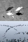 Animal Studies (Egret / Seagull Reflection / Midges / Spider / Swans in a Line)