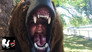 Bear Dance